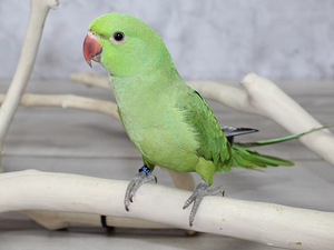 Beebi kaelakee papagoi (8 foto / 9)