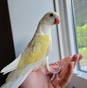 Beebi kaelakee papagoi (7 foto / 9)