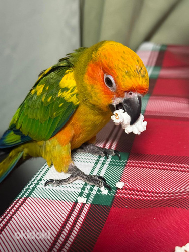 Aaratinga