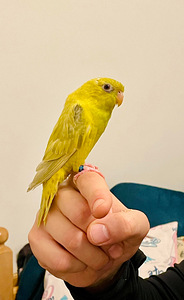 Katariina papagoipojad (5 foto / 9)