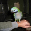 Китайский попугай (фото #1)