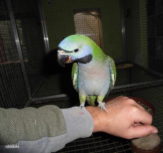 Hiina parrot tibud (foto #1)