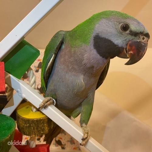 Hiina parrot tibud (foto #5)