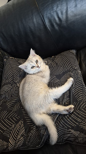 Scottish Straight -kissanpentu (1 valokuva sivusta 1)