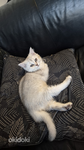 Scottish Straight -kissanpentu