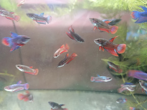 Петушки (Betta splendens) (1 фото из 3)