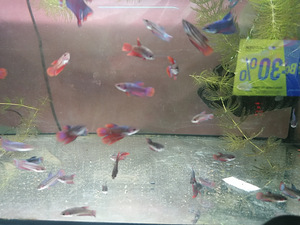 Петушки (Betta splendens) (2 фото из 3)