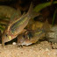 Kuldsäga (Corydoras aeneus) (foto #1)