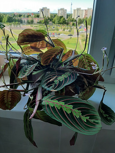 Toalill MARANTA / toalill MARANTA (1 foto / 3)