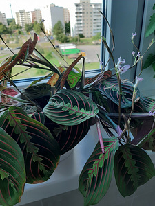 Toalill MARANTA / toalill MARANTA (2 foto / 3)
