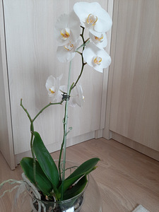 Орхидея Фаленопсис (3 фото из 4)