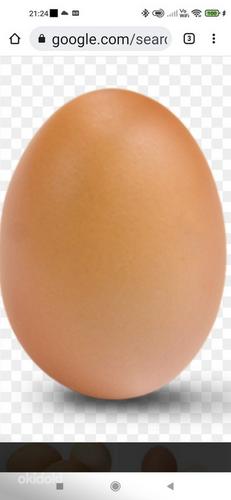 Яйца куриные (фото #1)