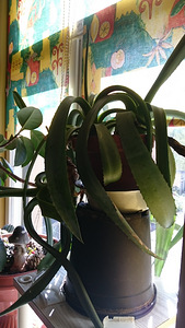 Agava (2 foto / 2)