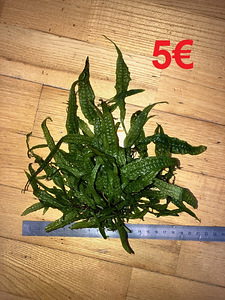 Microsorum pteropus папоротник Тайландский (1 фото из 1)