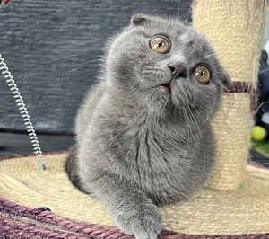 SCOTTISH FOLD КОТЯТА!! (2 фото из 10)
