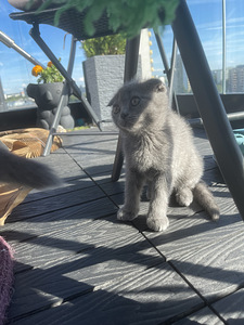 SCOTTISH FOLD КОТЯТА!! (8 фото из 10)
