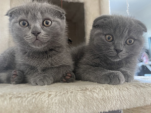 SCOTTISH FOLD КОТЯТА!! (9 фото из 10)