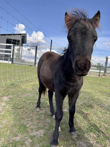 Falabella märad (3 foto / 3)