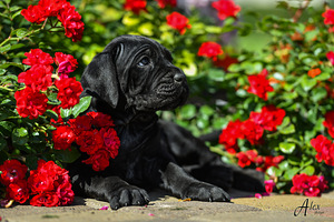 Cane Corso (3 photo of 3)