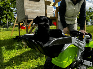 Kääbusšnautseri kutsikad (4 foto / 5)