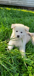 Kutsikas Akita (4 foto / 7)