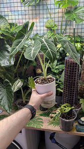 Erinevad Toataimed (10 foto / 10)