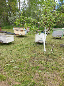 Lamavtarud erinevates suurustes (2 foto / 3)