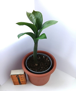 Zamioculcas Zenzii (MINIATUURNE dollaripuu)/Sulgvõhk (1 foto / 1)