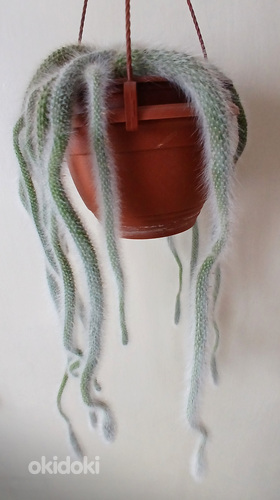 Hildewintera colademononis(Обезьяний хвост-Кактус)