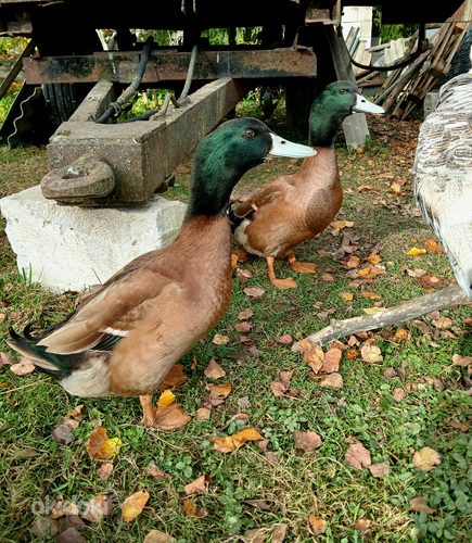 Khaki campell munapardi haudemunad.