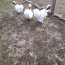 Инкубационные яйца шелковых кур (фото #1)