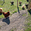 Инкубационные яйца шелковых кур (фото #3)