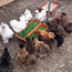 Инкубационные яйца шелковых кур (фото #3)