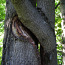 Arboristika, puude puhastamine, puude langetamine, puude lõikamine (foto #4)