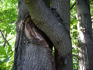 Arboristika, puude puhastamine, puude langetamine, puude lõi (4 foto / 4)
