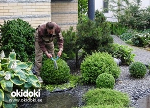 Heki pügamine, puude pügamine, aiahooldus (2 foto / 10)