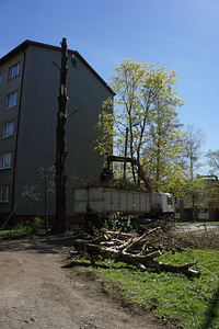 Arboristika, puude puhastamine, puude langetamine, puude lõikamine (4 foto / 10)