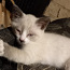 Котёнок метис сиама (фото #1)