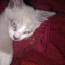 Котёнок метис сиама (фото #3)