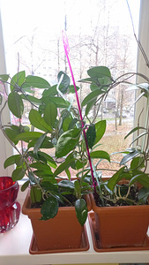 HOYA TOATAIMETAIM (2 foto / 8)
