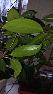 HOYA TOATAIMETAIM (5 foto / 8)