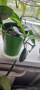 HOYA TOATAIMETAIM (7 foto / 8)