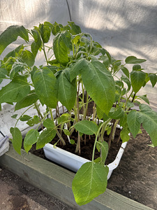 Annan ära tomatitaimed (Jõhvi) (2 foto / 6)