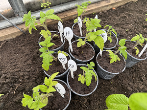 Annan ära tomatitaimed (Jõhvi) (6 foto / 6)