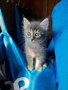Котенок 2 месяца (2 фото из 3)
