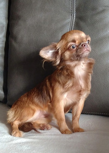 Chihuahua kutsikas (1 foto / 2)