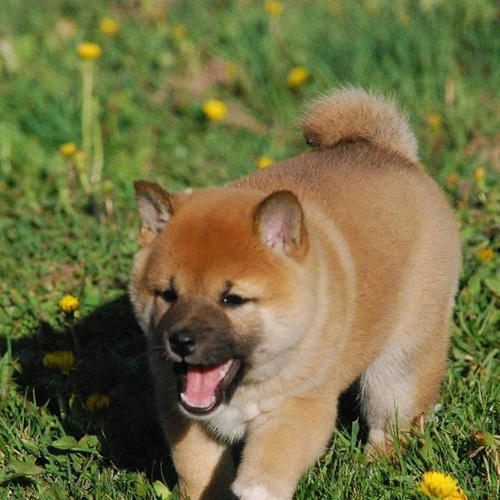 Siba inu kutsikad