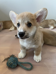 Welsh Corgi Pembroke kutsikad (2 foto / 6)