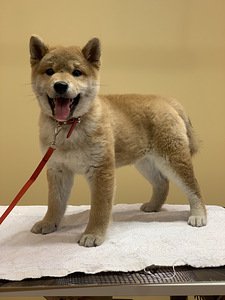 Shiba Inu (1 foto / 6)
