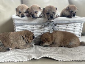 Shiba Inu (3 фото из 6)